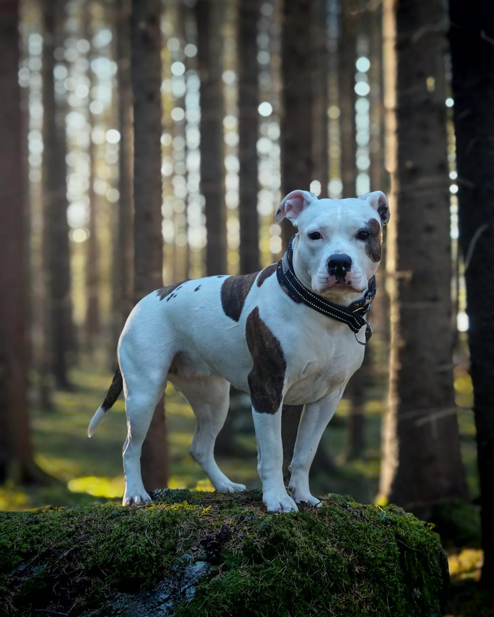 amerikanstaffordshirenterrieri